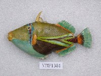 藏品(斜帶吻棘魨)的圖片